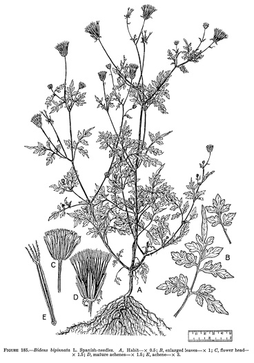 image of Bidens bipinnata, Spanish Needles