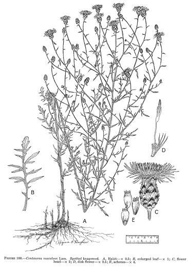 drawing of Centaurea stoebe ssp. micranthos, Spotted Knapweed, Bushy Knapweed