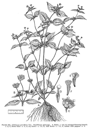 image of Galinsoga parviflora var. parviflora, Lesser Peruvian-daisy, Gallant Soldiers, Smallflower Quickweed