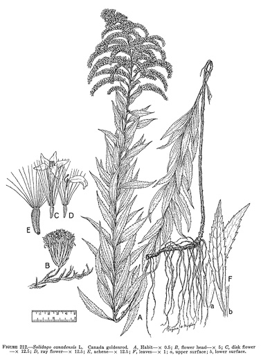 drawing of Solidago canadensis var. canadensis, Canada Goldenrod