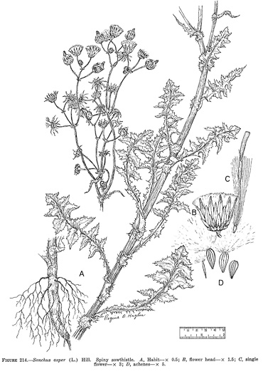 image of Sonchus asper, Prickly Sowthistle, Spiny-leaf Sowthistle