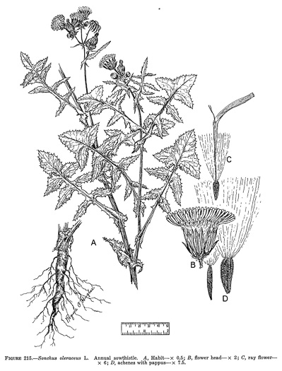 image of Sonchus oleraceus, Annual Sowthistle, Common Sowthistle