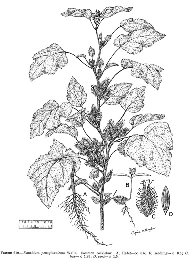 drawing of Xanthium orientale, Oriental Cocklebur