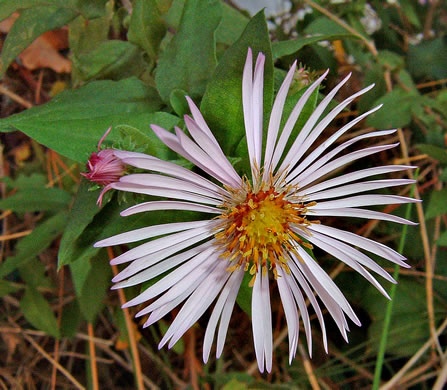 image of Ampelaster carolinianus, Climbing Aster