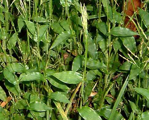 image of Arthraxon hispidus var. hispidus, Hairy Jointgrass, Small Carpgrass, Joint-head Grass, Basket Grass