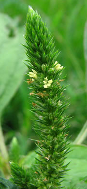 image of Amaranthus hybridus ssp. hybridus, Smooth Pigweed, Smooth Amaranth, Green Amaranth, Slim Amaranth