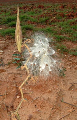 image of Asclepias viridiflora, Glade Milkweed, Green Milkweed