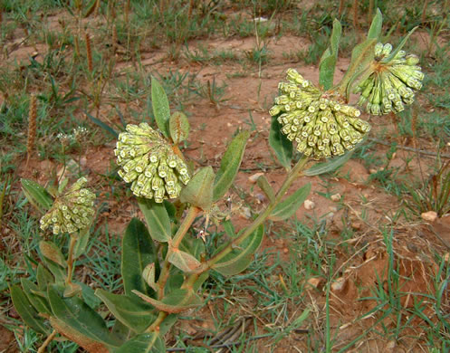 image of Asclepias viridiflora, Glade Milkweed, Green Milkweed
