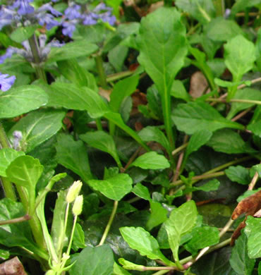 leaf or frond of Ajuga reptans, Carpet Bugle, Bugle-weed