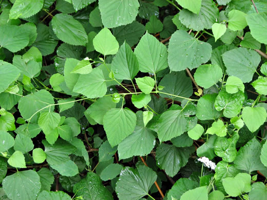 image of Ampelopsis cordata, American Ampelopsis, Heartleaf Peppervine, False-grape, Raccoon-grape