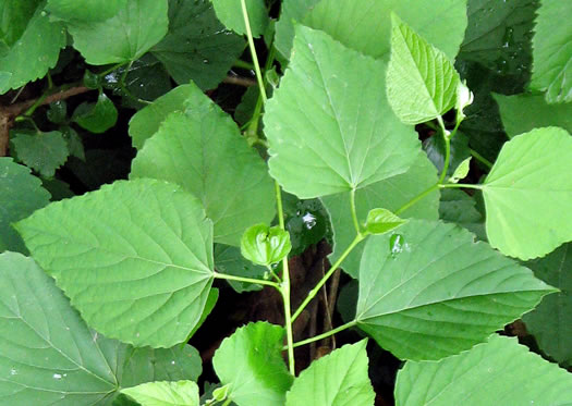 Ampelopsis cordata, American Ampelopsis, Heartleaf Peppervine, False-grape, Raccoon-grape