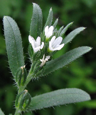 image of Buglossoides arvensis ssp. arvensis, Corn-gromwell