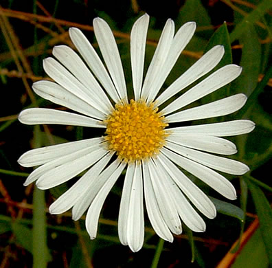 flower of Boltonia diffusa var. diffusa, Southern Doll's Daisy, Boltonia, Smallhead Doll's-daisy