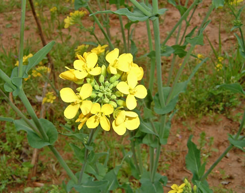 flower of Brassica napus, Rape, Canola, Rutabaga