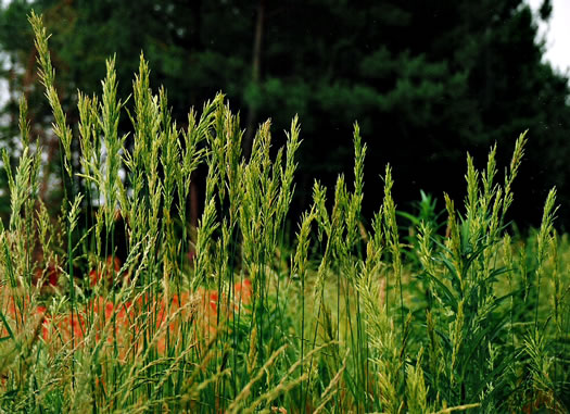 image of Bromus inermis, Smooth Brome, Hungarian Brome, Awnless Brome