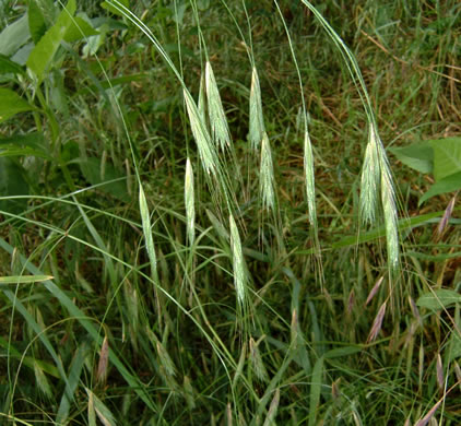flower of Bromus sterilis, Poverty Brome, Barren Brome, Cheatgrass