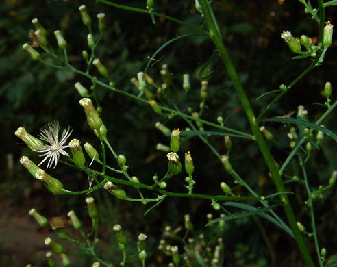 image of Erigeron pusillus, Southern Horseweed