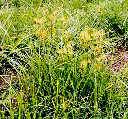 image of Cyperus esculentus var. leptostachyus, Yellow Nutsedge, Yellow Nutgrass, Wild Chufa, Earth-almond