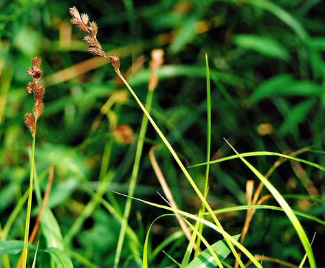 image of Carex tribuloides, Blunt Broom Sedge