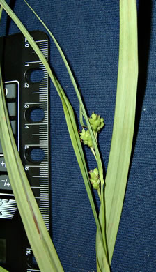 image of Carex flaccosperma, Meadow Sedge, Blue Wood Sedge, thinfruit sedge