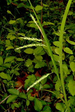 image of Carex oxylepis, Sharp-scaled Sedge