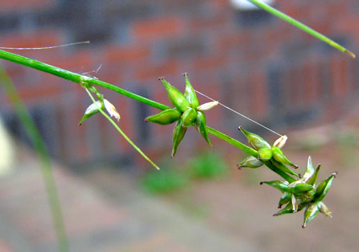 image of Carex rosea, Rosy Sedge