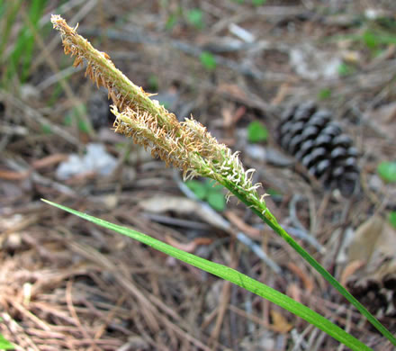 image of Carex stricta, Tussock Sedge, Upright Sedge