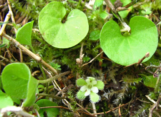 image of Dichondra carolinensis, Carolina Ponyfoot