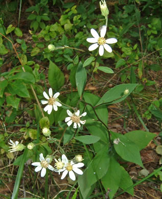 image of Doellingeria infirma, Appalachian Flat-topped White Aster, Cornel-leaf Aster, Cornel-leaf Whitetop Aster, Appalachian Whitetop Aster