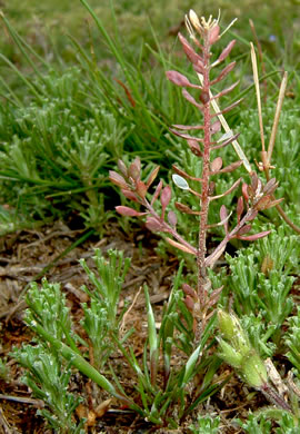 image of Abdra brachycarpa, Shortpod Draba, Short-fruited Draba