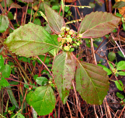 image of Euphorbia dentata, Painted Leaf, Wild Poinsettia, Green Poinsettia, Toothed Spurge