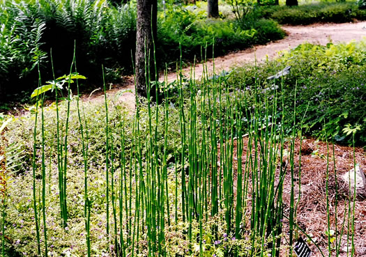 image of Equisetum praealtum, Tall Scouring-rush, River Scouring-rush