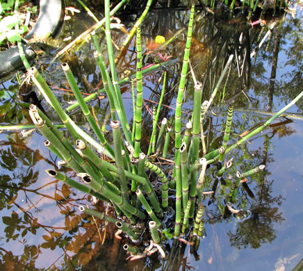 image of Equisetum praealtum, Tall Scouring-rush, River Scouring-rush