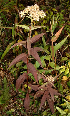 image of Eupatorium sessilifolium var. sessilifolium, Upland Boneset, Sessile-leaf Eupatorium