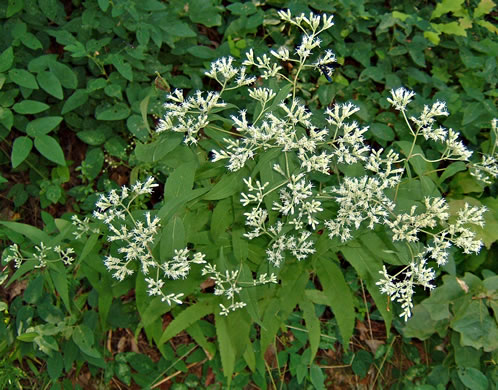 image of Eupatorium sessilifolium var. sessilifolium, Upland Boneset, Sessile-leaf Eupatorium