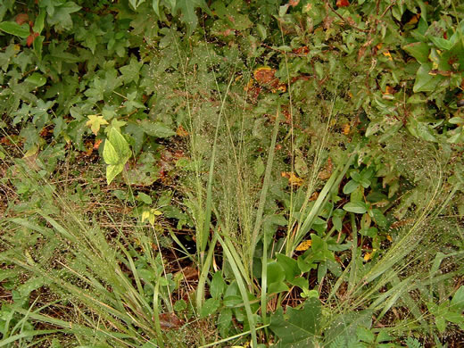 image of Eragrostis hirsuta, Bigtop Lovegrass