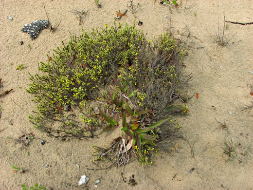 image of Hudsonia tomentosa, Woolly Beach-heather