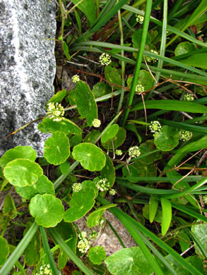 image of Hydrocotyle umbellata, Marsh Water-pennywort, Manyflower Marsh-pennywort