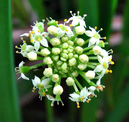 image of Hydrocotyle umbellata, Marsh Water-pennywort, Manyflower Marsh-pennywort