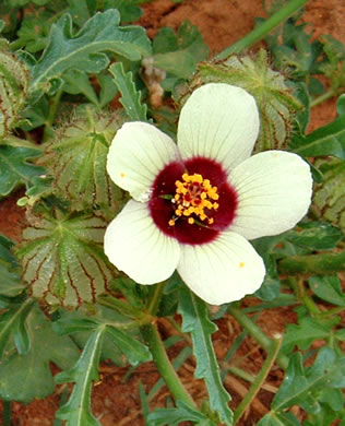 image of Hibiscus trionum, Flower-of-an-hour, Venice Mallow, Bladder Ketmia