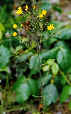 Hieracium marianum, Maryland Hawkweed