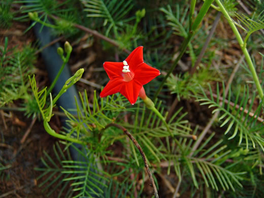 image of Ipomoea quamoclit, Cypress-vine