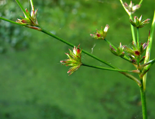 image of Juncus acuminatus, Tapertip Rush, Sharp-fruited Rush