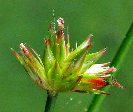 image of Juncus acuminatus, Tapertip Rush, Sharp-fruited Rush