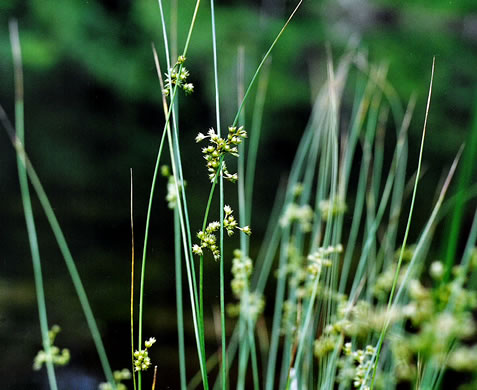 image of Juncus coriaceus, Leathery Rush