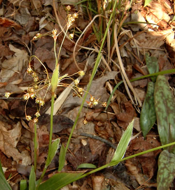 image of Luzula acuminata var. carolinae, Carolina woodrush, Southern Hairy Woodrush