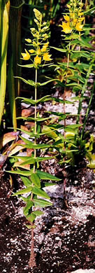 image of Lysimachia asperulifolia, Pocosin Loosestrife, "Roughleaf Loosestrife"