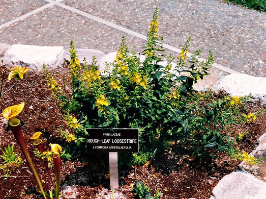 image of Lysimachia asperulifolia, Pocosin Loosestrife, "Roughleaf Loosestrife"