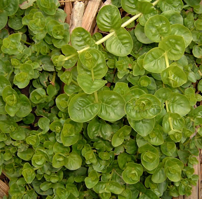 image of Lysimachia nummularia, Moneywort, Creeping Jenny, Creeping Charlie