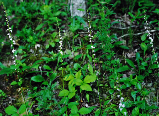 image of Lobelia spicata, Pale Spiked Lobelia, Palespike Lobelia